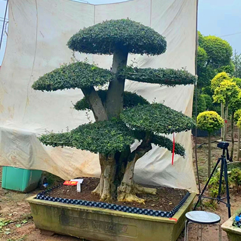 白蜡造型别墅地栽对节白蜡庭院盆栽户外大型精品对接白蜡老桩盆景