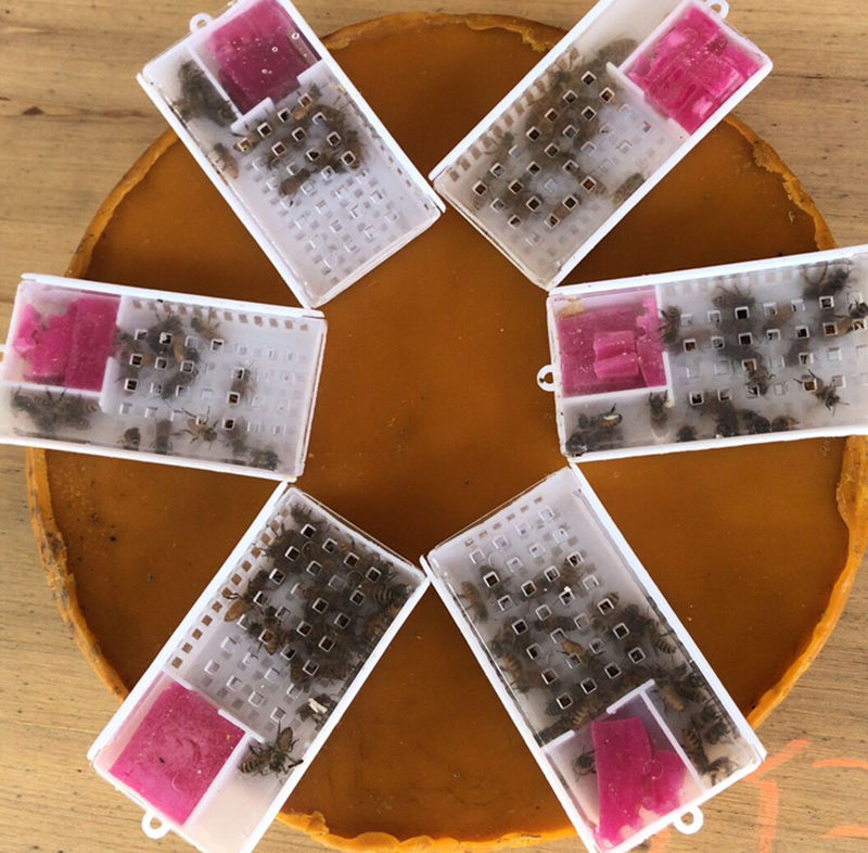 蜂箱降温调养蜂工具夏季繁殖透气通风邮寄蜂王泡沫蜂狂小新