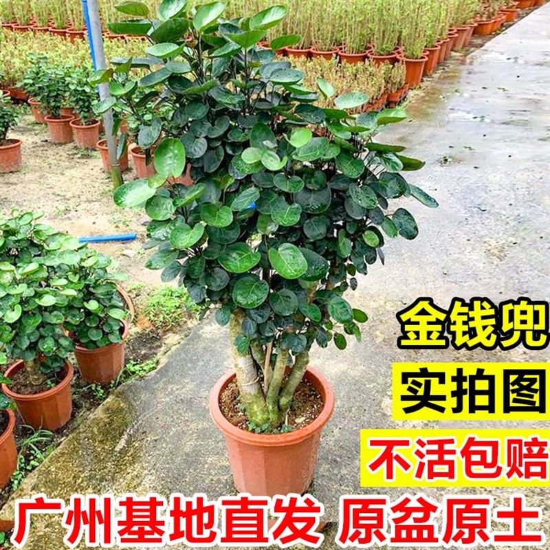 金钱兜盆栽植物客厅大型绿植金钱树圆叶福禄桐室内办公室老桩盆景