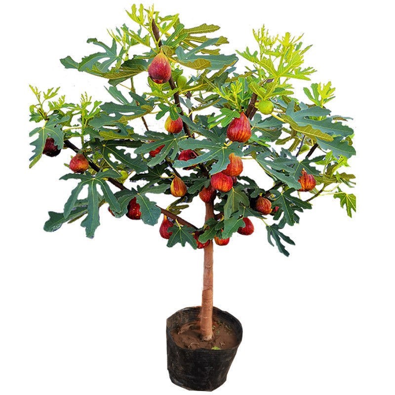 无花果苗带土四季盆栽当年结果超大特大波姬红矮化中紫无花果苗树