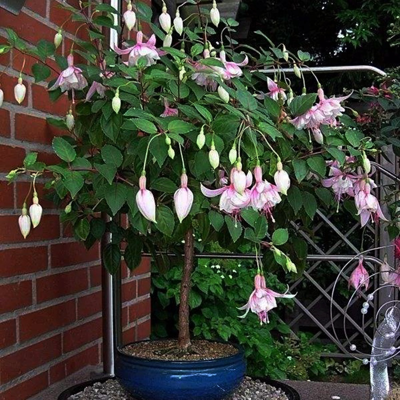 宝莲灯花盆栽倒挂金钟花苗吊钟花室内阳台四季开花灯笼花带花苞大