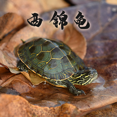 东锦龟 红腹西锦龟观赏深水龟鳖鱼缸混养宠物龟东部吃粪火焰龟苗