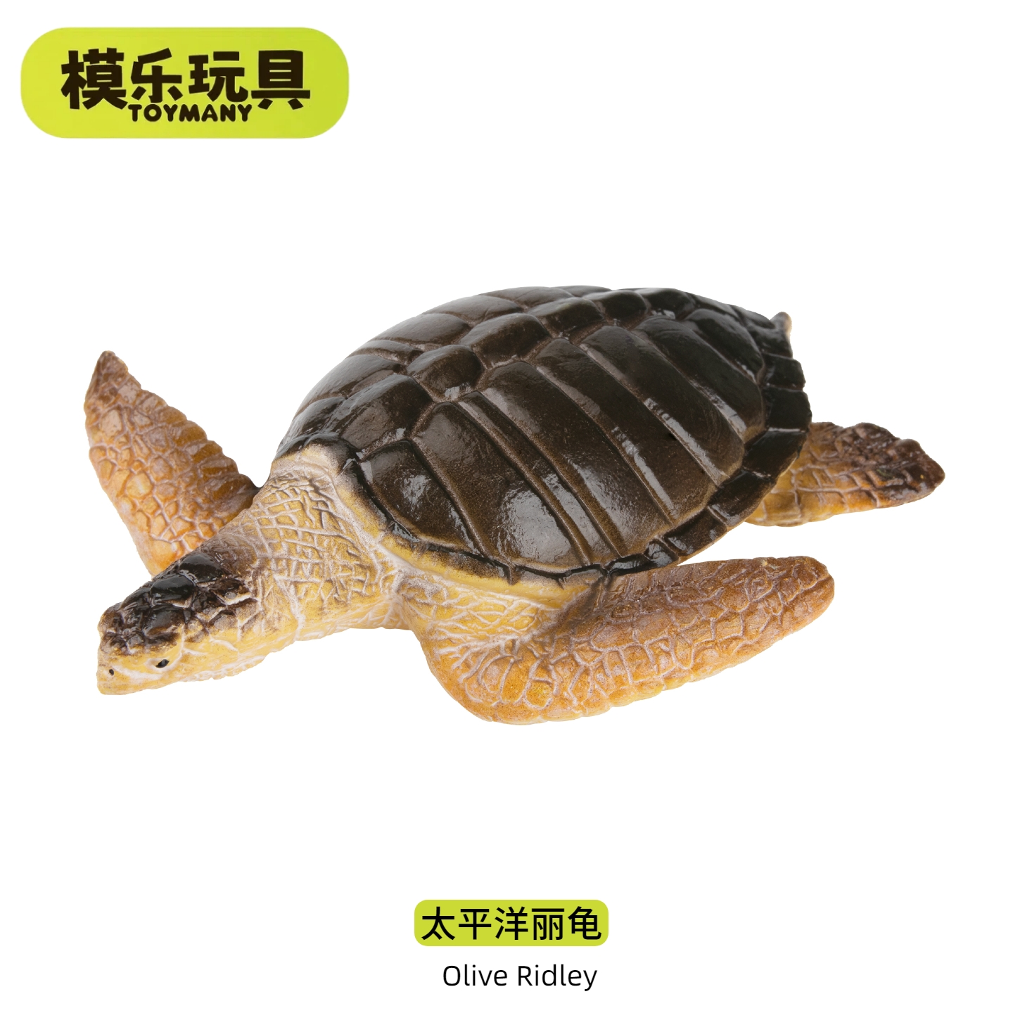 模乐玩具TOYMANY太平洋丽龟海洋生物仿真动物模型海龟儿童玩具
