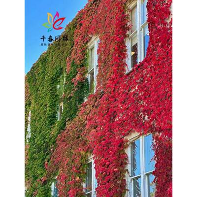 爬山虎苗盆栽五叶地锦庭院耐寒爬藤攀援绿化风景植物三叶爬墙虎苗