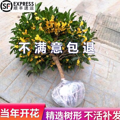 桂八月桂原丹庭院大树四季桂桂花树苗浓香金老桩地栽生耐热耐寒