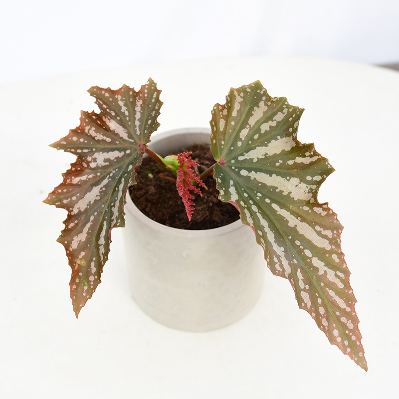 爱丽丝秋海棠   Begonia   室内绿植盆栽
