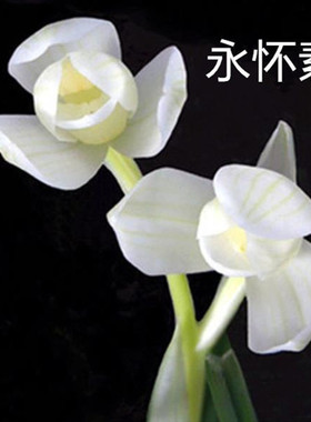 永怀素莲瓣兰办公室国兰浓香型好养易开花易活名品兰花苗花卉绿植