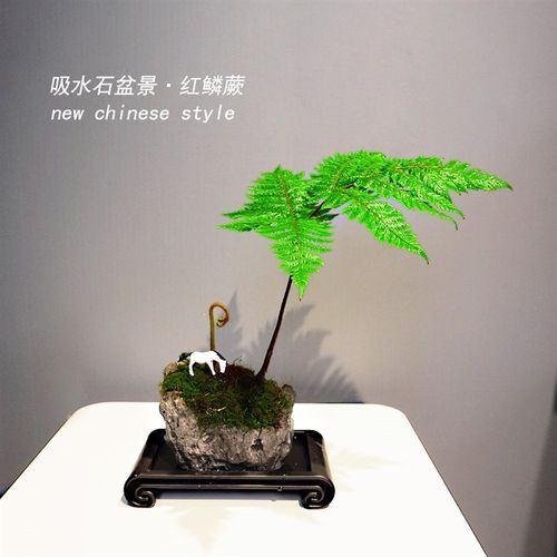 吸水石绿植假山微景观盆景 蕨 文心兰 盆栽室内好养水培桌面植物