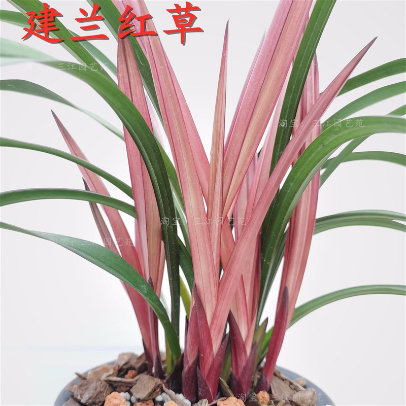 名贵兰花苗建兰四季兰红草红荷室内外客厅阳台绿植花卉浓香好养活
