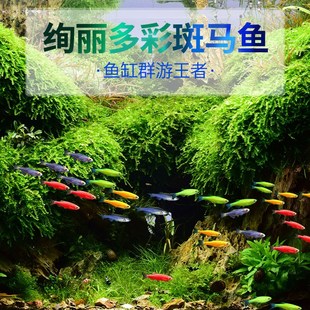 斑马鱼鱼苗观赏鱼小鱼耐活好养淡水金鱼神仙孔雀鱼缸小型红绿灯科