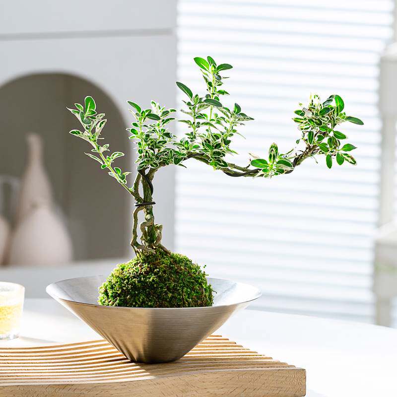 苔玉六月雪造型盆景苔藓球微景观懒人好养水培绿植室内桌面花卉