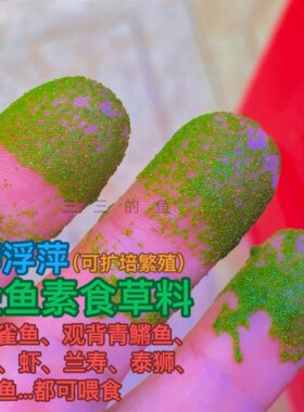 微萍浮萍无根萍卵萍水蚤萍水生植物孔雀鱼素食饲料青鱂兰寿泰狮龟