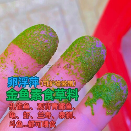 微萍浮萍无根萍卵萍水蚤萍水生植物孔雀鱼素食饲料青鱂兰寿泰狮龟