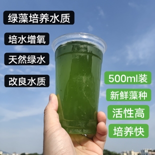 小球藻种绿水喂食水蚤观赏鱼浓缩藻种肥水培藻增氧兰寿养龟孔雀鱼