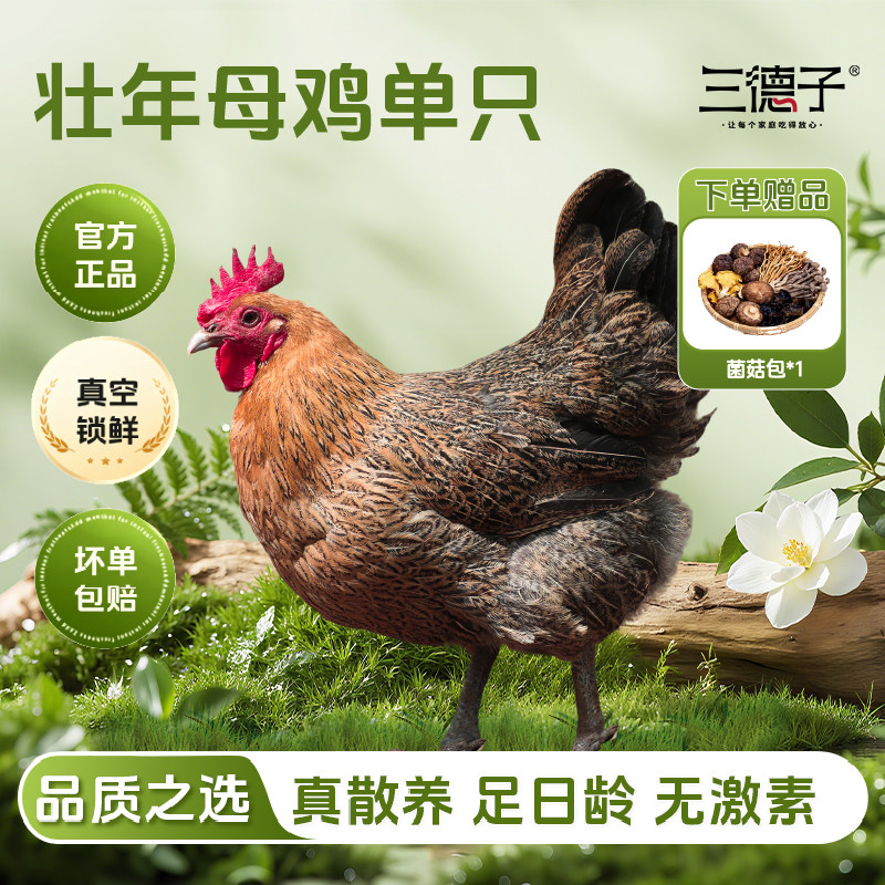 三德子 农家散养老母鸡【单只】约350天土鸡走地鸡孕妇坐月子鸡汤图片