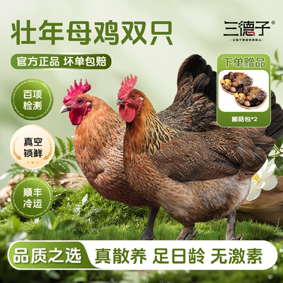 三德子老母鸡【双只】 散养土鸡走地鸡慢养350天月子鸡汤