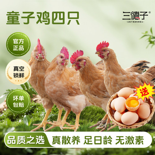 三德子 大别山金寨童子鸡4只 农家散养土鸡仔公鸡新鲜宰杀鸡肉