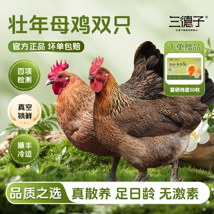 三德子老母鸡【双只】 散养土鸡走地鸡慢养350天月子鸡汤