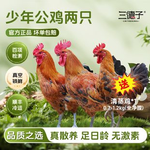 三德子少年雪山草鸡 农家粮食散养土鸡小公鸡生鲜整只鸡肉组合