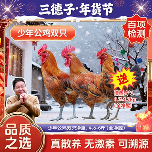 三德子少年雪山草鸡 农家粮食散养土鸡小公鸡生鲜整只鸡肉组合