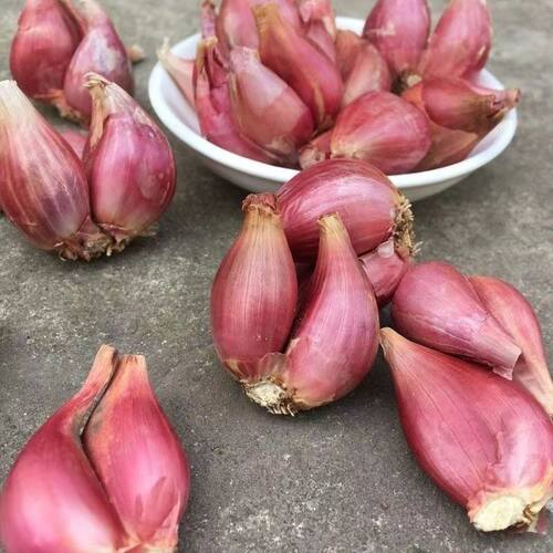 四川红葱四季小香葱红根香葱根苗盆栽阳台庭院种植新鲜红葱头