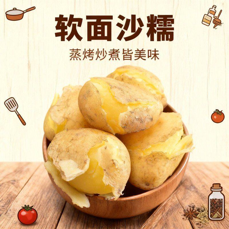 【定西土豆】2026新鲜现挖甘肃高原露天种植旱沙地洋芋沙糯粉面开