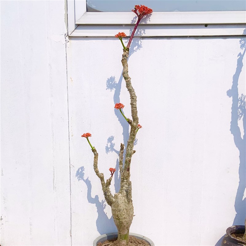 海棠花佛肚海棠多肉老桩造型室内室外好养四季开花耐热侘寂风植物