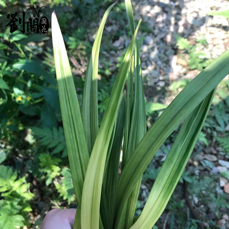 刘阁兰花苗 东方红荷 建兰荷瓣铭品 夏带花苞出售 室内外花卉盆栽