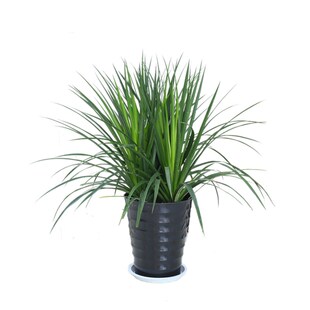 龙须树大型绿植多头龙血树龙铁树室内客厅盆栽花卉植物办公室盆景