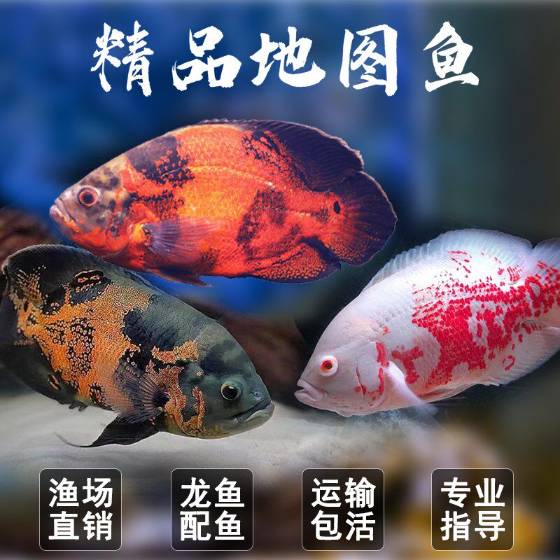 渔你有缘地图鱼观赏鱼火麒麟野黑白地图鱼苗热带观赏鱼专用饲料