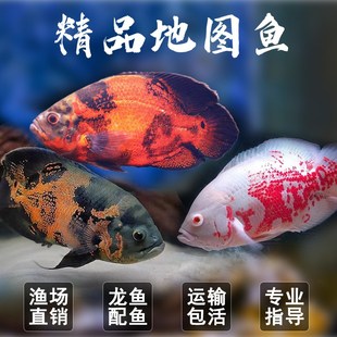 渔你有缘地图鱼观赏鱼火麒麟野黑白地图鱼苗热带观赏鱼专用饲料