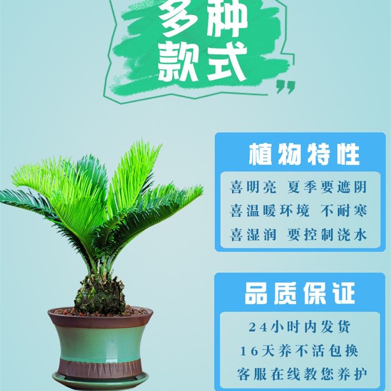铁树盆景室内好养植物招财盆栽花卉办公桌庭院铁树苗四季常青,鲜花速递/花卉仿真/绿植园艺,绿植,淘宝优惠券,粉丝福利购,淘宝优惠卷
