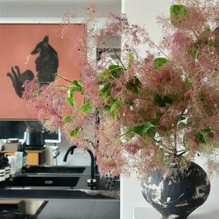 【云花甄选】雾中情人黄栌梦幻春季鲜花可做干花家居软装瓶插水养