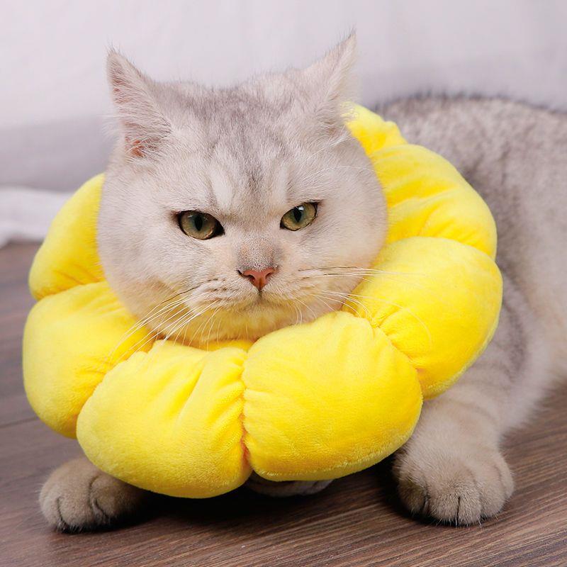 伊丽莎白圈猫咪防舔可爱头