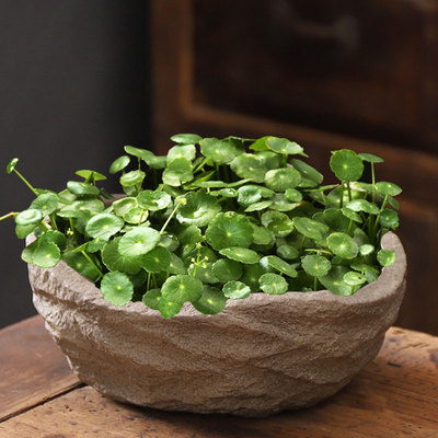 铜钱草碗莲睡莲水仙花盆陶瓷创意仿石头无孔水培水养专用盆特大号