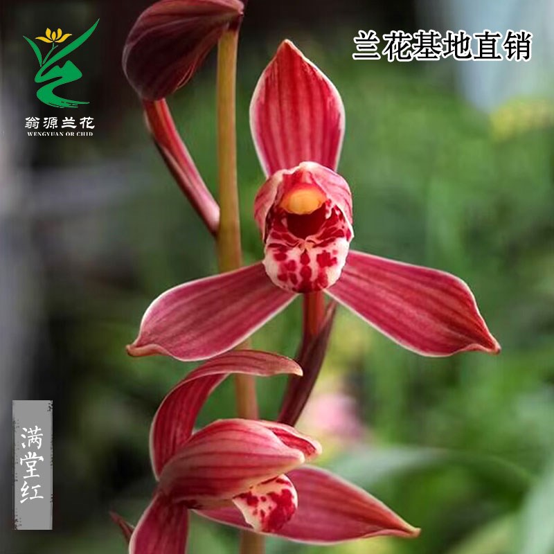 喜花里兰花苗四季建兰满堂红开浓香八大红花铭品室内绿植花卉盆栽
