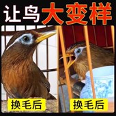 画眉专用饲料换毛营养鸟食快速壮膘换羽靓羽养身提性促助斗唱鸟粮
