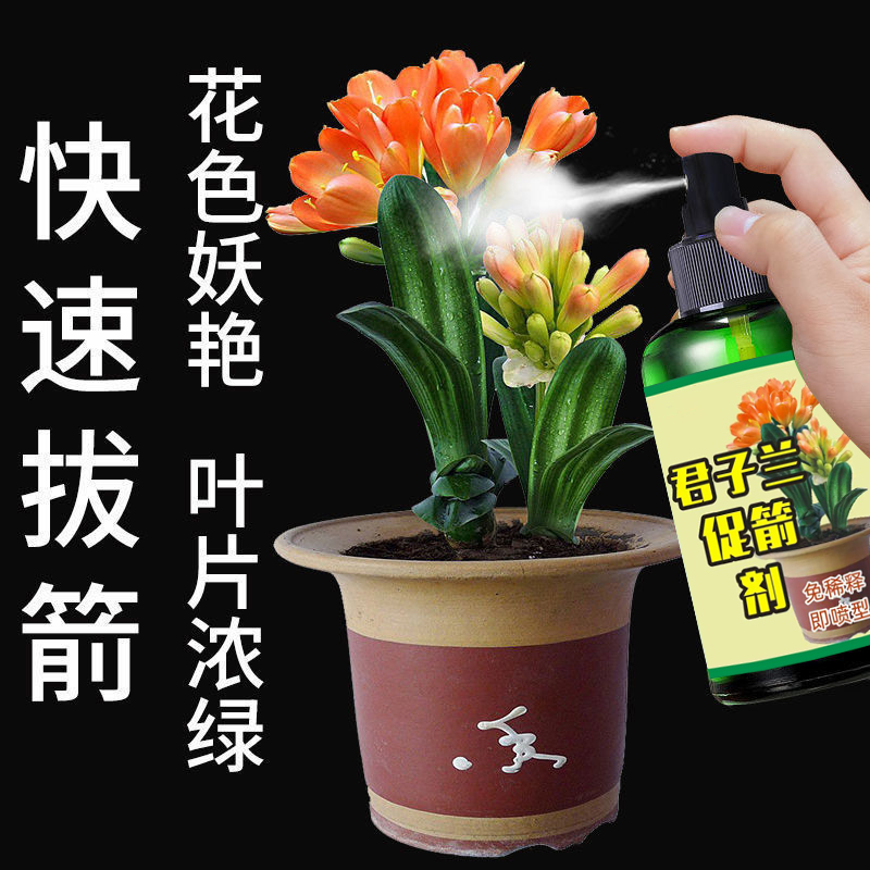 君子兰肥料专用肥促开花出箭预防烂根叶面喷施叶绿素营养液开花素
