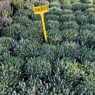 法国薰衣草盆栽花卉  羽叶薰衣草多年生带花发货室内植物阳台