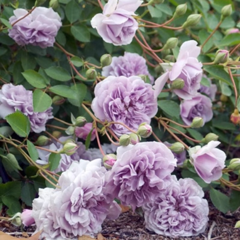 蓝色阴雨树状月季棒棒糖型月季四季开花可做垂吊阳台庭院玫瑰月季