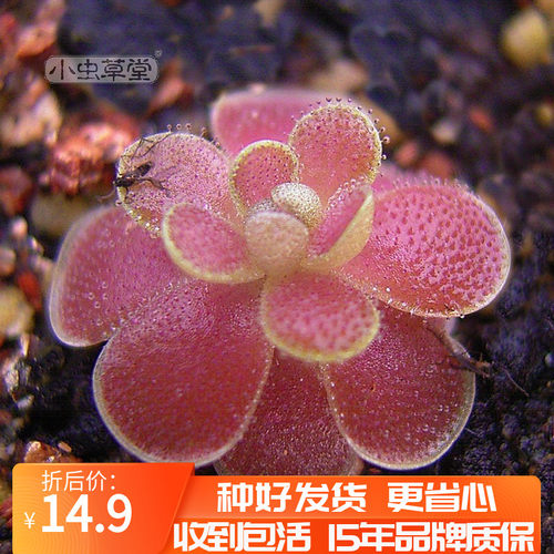 弗洛里捕虫堇小虫草堂吃虫小黑飞多肉植物盆栽食虫草食人花捕蝇草