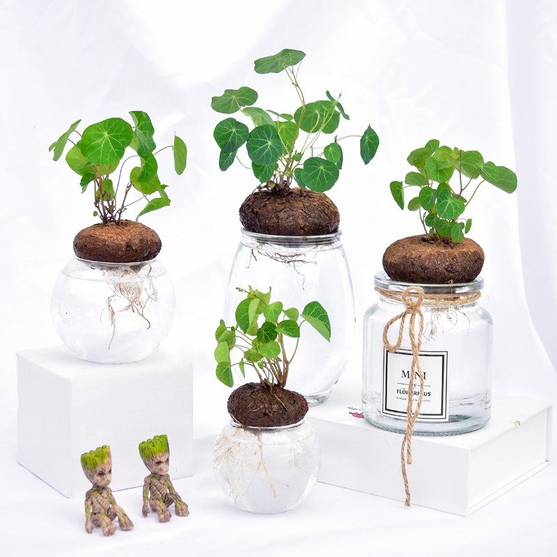 红藤山乌龟水培植物盆栽圆叶金不换办公室桌面书房室内外绿植花卉,鲜花速递/花卉仿真/绿植园艺,绿植,淘宝优惠券,粉丝福利购,淘宝优惠卷