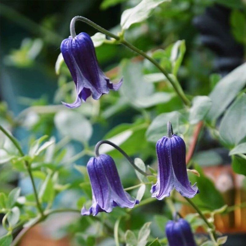 如古铁线莲花苗多年生攀援爬藤花卉可爱铃铛阳台观花垂吊藤蔓植物,鲜花速递/花卉仿真/绿植园艺,绣球/木绣球/木本植物,淘宝优惠券,粉丝福利购,淘宝优惠卷