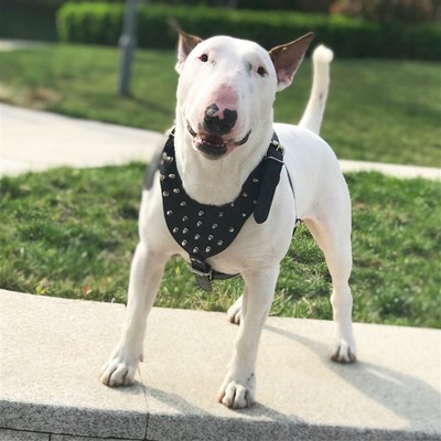 炫酷铆钉狗胸背带牵引胸背牛头梗斯塔福恶霸法斗雪纳瑞贝林顿胸背