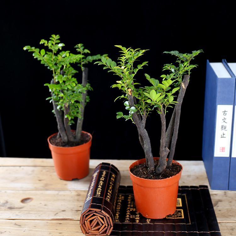 小叶紫檀树苗紫檀盆景室内常绿植物名贵花卉盆栽四季好养盆景