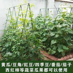 园艺爬藤架月季花架支撑杆黄瓜豇豆四季豆蔬菜瓜果植物固定支架子