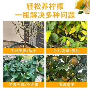 柠檬树肥料专用颗粒肥营养液缓释肥复合肥盆栽挂果结果有机肥