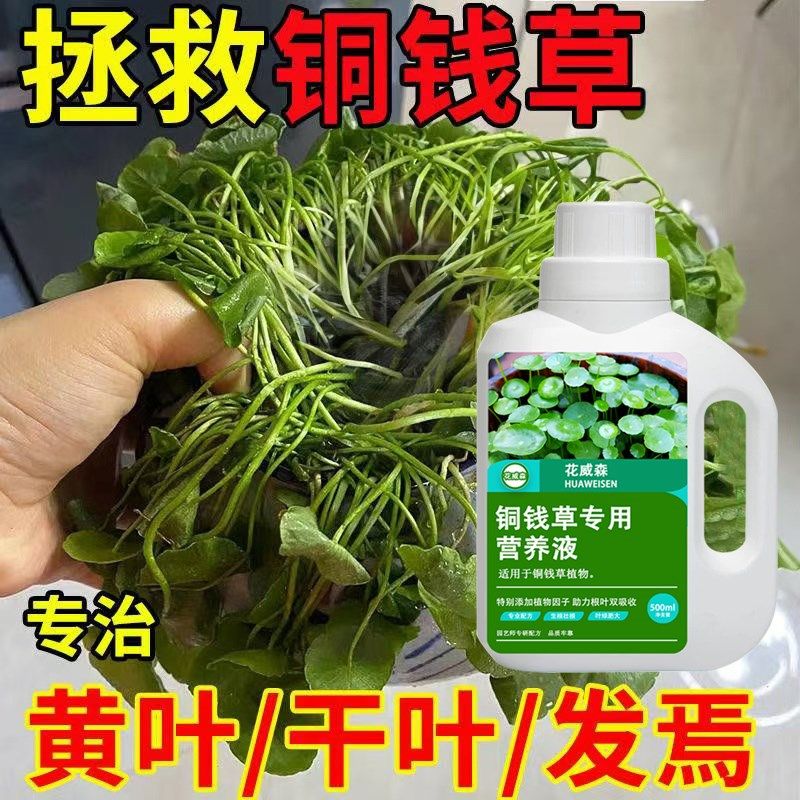 铜钱草专用肥铜钱草专用营养液水培植物水溶肥养花土培金钱草家用,鲜花速递/花卉仿真/绿植园艺,家庭园艺肥料,淘宝优惠券,粉丝福利购,淘宝优惠卷