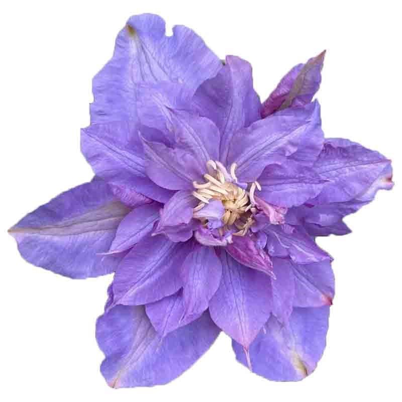 薇安铁线莲花苗爬藤花卉植物重瓣大花藤本花卉庭院爬墙无刺四季花