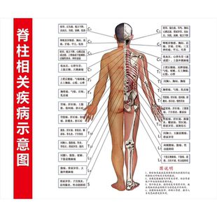 人体骨骼图大挂图器官示意图内脏结构图人体肌肉解剖图海报大全